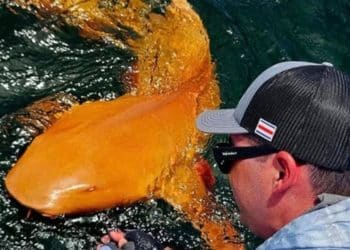 Altın Renkli Köpekbalığı Kosta Rika Sahillerinde Görüldü