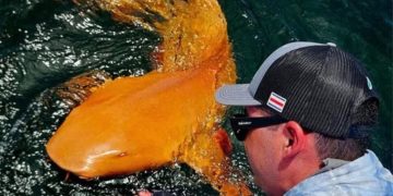 Altın Renkli Köpekbalığı Kosta Rika Sahillerinde Görüldü