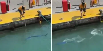 Nesli Tehlike Altındaki Mavi Yelken Balığı Bodrum Limanı’nda Zıpkınla Öldürüldü