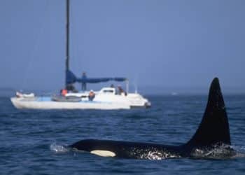 Orkalar Neden Tekneleri Batırıyor? Bilim İnsanları Yeni Bir Davranış Kalıbını Araştırıyor