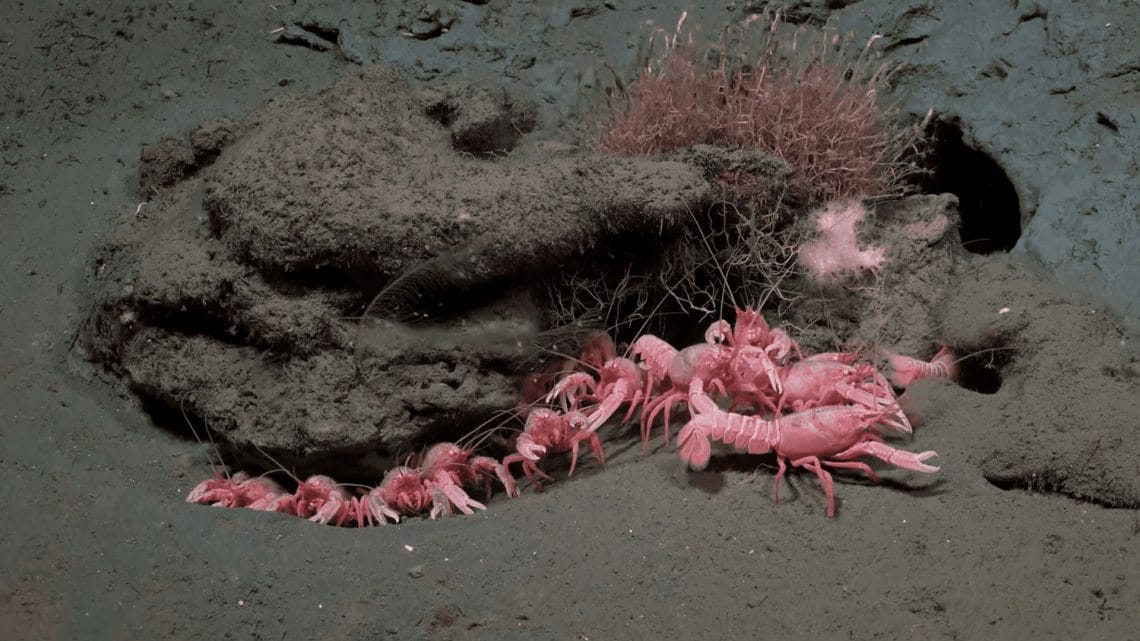 Bilim İnsanları Arjantin’in Derin Sularında 40’a Yakın Yeni Tür Belirledi