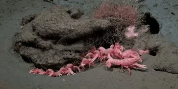 Bilim İnsanları Arjantin’in Derin Sularında 40’a Yakın Yeni Tür Belirledi