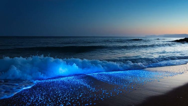 Mosquito Bay: Porto Riko’daki Büyüleyici Körfez