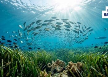 Akdeniz Posidonia’yı Nasıl Koruyor? Fransa, İspanya ve İtalya Örnekleri
