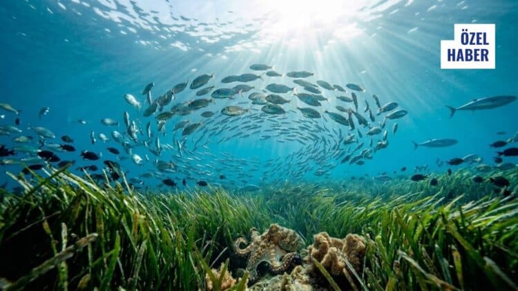 Akdeniz Posidonia’yı Nasıl Koruyor? Fransa, İspanya ve İtalya Örnekleri