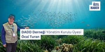 DADD’den Göcek’teki Tonozlara Eleştiri: “Deniz Çayırlarının Üstüne Beton Döküldü”
