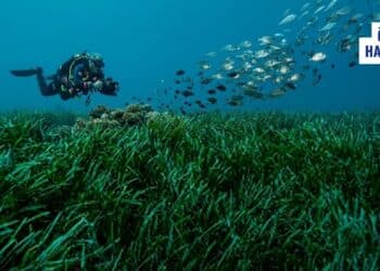 Mapa Şamandıra Uygulaması ile Korunmak İstenen Posidonia Çayırları Nedir?