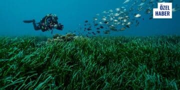 Mapa Şamandıra Uygulaması ile Korunmak İstenen Posidonia Çayırları Nedir?