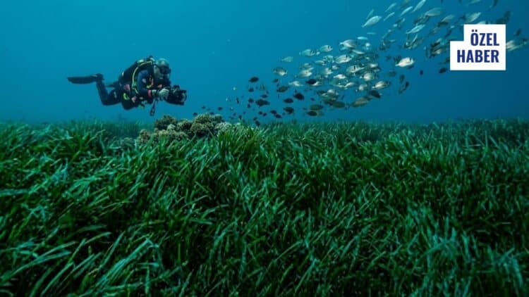 Mapa Şamandıra Uygulaması ile Korunmak İstenen Posidonia Çayırları Nedir?